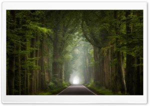 Road, Green Trees, Summer Seasons Ultra HD Wallpaper for 4K UHD Widescreen desktop, tablet & smartphone