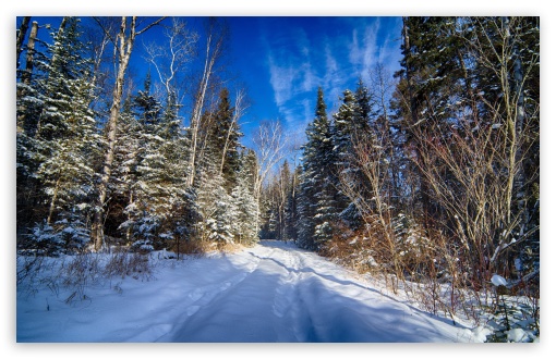 Road In Forest Under Blue Sky UltraHD Wallpaper for HD 16:9 ; Widescreen 16:10 5:3 ; Fullscreen 3:2 ;