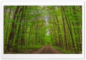 Road Natural Forest Reserve Wildacker Schweinfurt Bavaria Spring 4K UHD Wallpaper for Widescreen and UltraWide Desktop, UltraHD TV, Smartphone, Tablet
