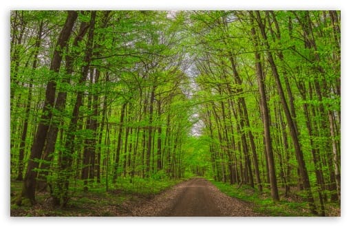 Road Natural Forest Reserve Wildacker Schweinfurt Bavaria Spring UltraHD Wallpaper for UHD 16:9 ; HD 16:9 ; UltraWide 21:9 24:10 32:9 32:10 ; Widescreen 16:10 ; Fullscreen 3:2 ; Tablet 1:1 ; Mobile 9:16 9:19.5 9:20 9:21 ; Dual 16:10 16:9 ;