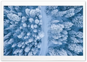 Road, Snowy Forest Trees, Winter Ultra HD Wallpaper for 4K UHD Widescreen desktop, tablet & smartphone
