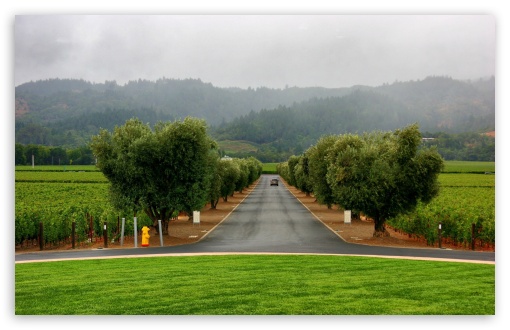 Road Through Vineyards UltraHD Wallpaper for 8K UHD TV 16:9 Ultra High Definition 2160p 1440p 1080p 900p 720p ; Widescreen 16:10 5:3 WHXGA WQXGA WUXGA WXGA WGA ; Fullscreen 4:3 5:4 3:2 UXGA XGA SVGA QSXGA SXGA DVGA HVGA HQVGA ( Apple PowerBook G4 iPhone 4 3G 3GS iPod Touch ) ; Tablet 1:1 ; Mobile 3:5 3:4 - ;