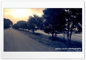 Road Tree 4K UHD Wallpaper for Widescreen and UltraWide Desktop, UltraHD TV, Smartphone, Tablet
