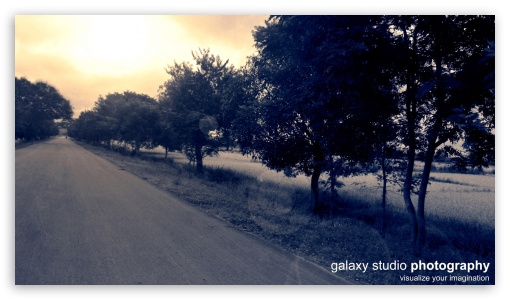 Road Tree UltraHD Wallpaper for HD 16:9 ;