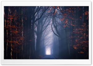 Road, Trees, Fog, Autumn Season Ultra HD Wallpaper for 4K UHD Widescreen desktop, tablet & smartphone