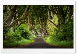 Road, Trees, Odd, Nature, Canopy, Tree Tunnel, Journey 4K UHD Wallpaper for Widescreen and UltraWide Desktop, UltraHD TV, Smartphone, Tablet