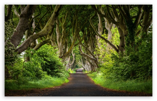 Road, Trees, Odd, Nature, Canopy, Tree Tunnel, Journey UltraHD Wallpaper for UHD 16:9 ; HD 16:9 ; UltraWide 21:9 24:10 32:9 32:10 ; Widescreen 16:10 5:3 ; Fullscreen 4:3 5:4 3:2 ; Tablet 1:1 ; Mobile 9:16 9:19.5 9:20 9:21 9:22 10:16 2:3 3:5 3:4 ; Dual 16:10 5:3 16:9 4:3 5:4 3:2 ;