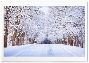 Road, Winter, Trees Ultra HD Wallpaper for 4K UHD Widescreen desktop, tablet & smartphone