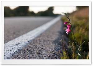 Roadside Flower Ultra HD Wallpaper for 4K UHD Widescreen desktop, tablet & smartphone