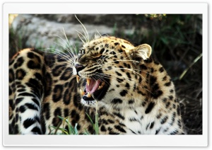 Roaring Leopard Ultra HD Wallpaper for 4K UHD Widescreen desktop, tablet & smartphone