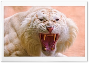 Roaring White Tiger Ultra HD Wallpaper for 4K UHD Widescreen desktop, tablet & smartphone