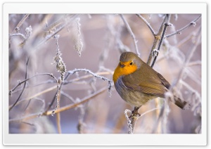 Robin Bird, Winter Ultra HD Wallpaper for 4K UHD Widescreen desktop, tablet & smartphone