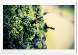 Rock Lichens Ultra HD Wallpaper for 4K UHD Widescreen desktop, tablet & smartphone