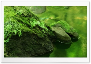 Rocks Covered In Moss Ultra HD Wallpaper for 4K UHD Widescreen desktop, tablet & smartphone