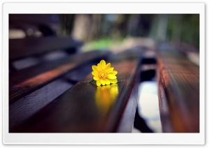 Romantic Bench Ultra HD Wallpaper for 4K UHD Widescreen desktop, tablet & smartphone