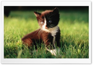 Romantic Kitten Ultra HD Wallpaper for 4K UHD Widescreen desktop, tablet & smartphone