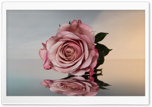 Romantic Rose Up Close 4K UHD Wallpaper for Widescreen and UltraWide Desktop, UltraHD TV, Smartphone, Tablet