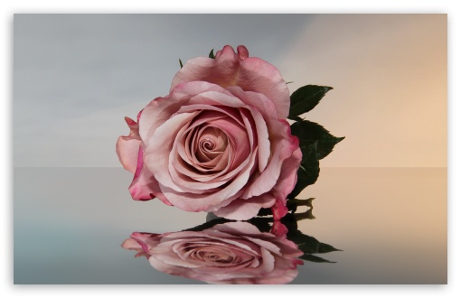 Romantic Rose Up Close UltraHD Wallpaper for UHD 16:9 ; HD 16:9 ; UltraWide 21:9 24:10 32:9 32:10 ; Widescreen 16:10 5:3 ; Fullscreen 4:3 5:4 3:2 ; Tablet 1:1 ; Mobile 9:16 9:19.5 9:20 9:21 9:22 10:16 2:3 3:5 3:4 ; Dual 16:10 5:3 16:9 4:3 5:4 3:2 ;