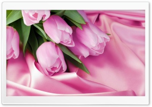 Romantic Tulips Ultra HD Wallpaper for 4K UHD Widescreen desktop, tablet & smartphone