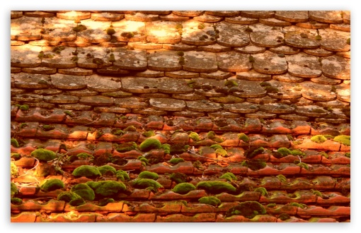 Roof Moss Vintage UltraHD Wallpaper for Widescreen 16:10 WHXGA WQXGA WUXGA WXGA ; Fullscreen 4:3 UXGA XGA SVGA ;