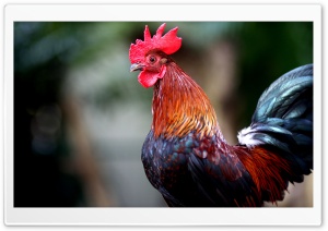 Rooster Ultra HD Wallpaper for 4K UHD Widescreen desktop, tablet & smartphone
