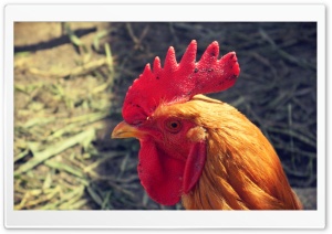 Rooster 4K UHD Wallpaper for Widescreen and UltraWide Desktop, UltraHD TV, Smartphone, Tablet