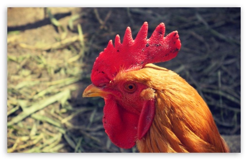 Rooster UltraHD Wallpaper for HD 16:9 ; Widescreen 16:10 5:3 ;