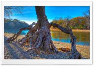 Rooted, Mississippi River at Hidden Falls Park in Saint Paul, Minnesota Ultra HD Wallpaper for 4K UHD Widescreen desktop, tablet & smartphone