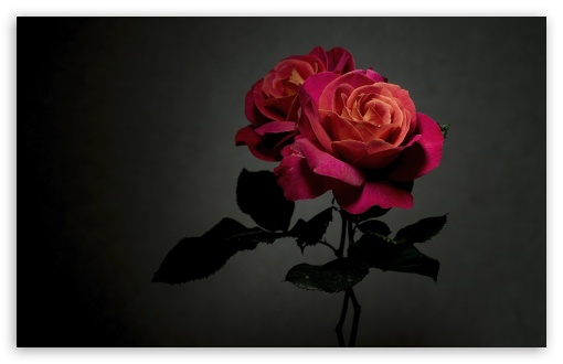 Rosa Belle Epoque Hybrid Tea Rose UltraHD Wallpaper for UHD 16:9 ; HD 16:9 ; UltraWide 21:9 24:10 32:9 32:10 ; Widescreen 16:10 5:3 ; Fullscreen 4:3 5:4 3:2 ; Tablet 1:1 ; Mobile 9:16 9:19.5 9:20 9:21 9:22 10:16 2:3 3:5 3:4 ; Dual 16:10 5:3 16:9 4:3 5:4 3:2 ;