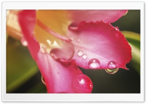 Rosa del Desierto Ultra HD Wallpaper for 4K UHD Widescreen desktop, tablet & smartphone