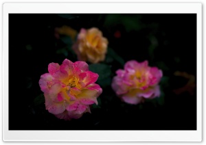 Rosa Souvenir d'Anne Frank, Roses, Flowers, Dark 4K UHD Wallpaper for Widescreen and UltraWide Desktop, UltraHD TV, Smartphone, Tablet