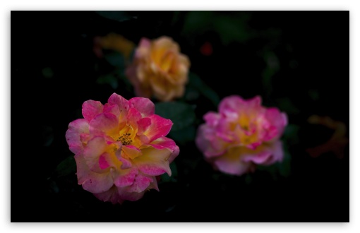 Rosa Souvenir d'Anne Frank, Roses, Flowers, Dark UltraHD Wallpaper for UHD 16:9 ; HD 16:9 ; UltraWide 21:9 24:10 32:9 32:10 ; Widescreen 16:10 5:3 ; Fullscreen 4:3 5:4 3:2 ; Tablet 1:1 ; Mobile 9:16 9:19.5 9:20 9:21 9:22 10:16 2:3 3:5 3:4 ; Dual 16:10 5:3 16:9 4:3 5:4 3:2 ; Triple 16:10 5:3 16:9 4:3 5:4 3:2 ;