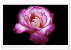 Rose 1 Ultra HD Wallpaper for 4K UHD Widescreen desktop, tablet & smartphone