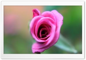 Rose Ultra HD Wallpaper for 4K UHD Widescreen desktop, tablet & smartphone