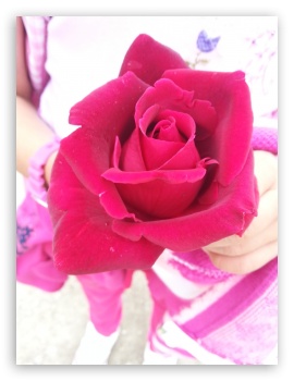 Rose UltraHD Wallpaper for Mobile 3:4 - ;