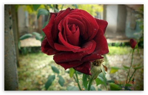 Rose UltraHD Wallpaper for Widescreen 16:10 ; Fullscreen 4:3 ;