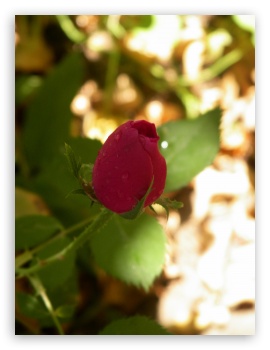 rose UltraHD Wallpaper for Mobile 3:4 ;