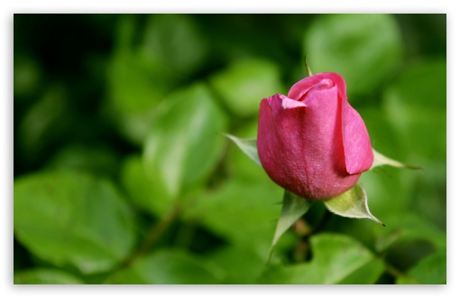 Rose UltraHD Wallpaper for Widescreen 16:10 ;