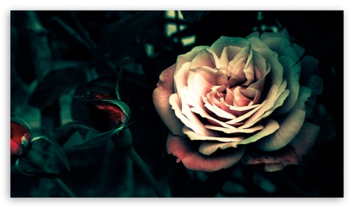 Rose UltraHD Wallpaper for 8K UHD TV 16:9 Ultra High Definition 2160p 1440p 1080p 900p 720p ;