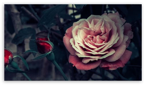 Rose UltraHD Wallpaper for HD 16:9 ;