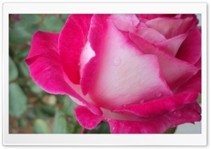 Rose 4K UHD Wallpaper for Widescreen and UltraWide Desktop, UltraHD TV, Smartphone, Tablet