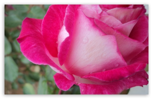 Rose UltraHD Wallpaper for UHD 16:9 ; HD 16:9 ; Widescreen 16:10 5:3 ; Fullscreen 4:3 ;