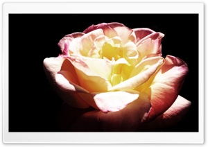 Rose 2 Ultra HD Wallpaper for 4K UHD Widescreen desktop, tablet & smartphone