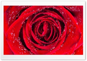 Rose Aesthetic Ultra HD Wallpaper for 4K UHD Widescreen desktop, tablet & smartphone