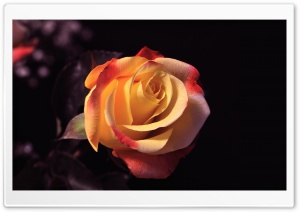 Rose Beauty Ultra HD Wallpaper for 4K UHD Widescreen desktop, tablet & smartphone