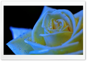 Rose Black Light Ultra HD Wallpaper for 4K UHD Widescreen desktop, tablet & smartphone