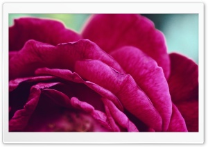 Rose Blossom Ultra HD Wallpaper for 4K UHD Widescreen desktop, tablet & smartphone