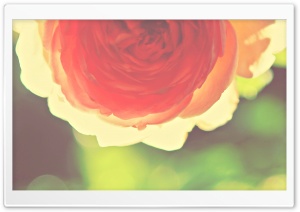 Rose Bokeh Retro Ultra HD Wallpaper for 4K UHD Widescreen desktop, tablet & smartphone