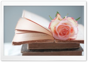 Rose Book Ultra HD Wallpaper for 4K UHD Widescreen desktop, tablet & smartphone