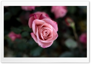 Rose Bush Ultra HD Wallpaper for 4K UHD Widescreen desktop, tablet & smartphone